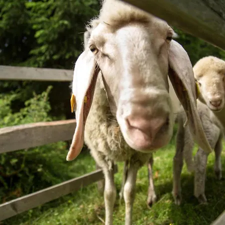 Siedlerhof By Interhome Haus im Ennstal